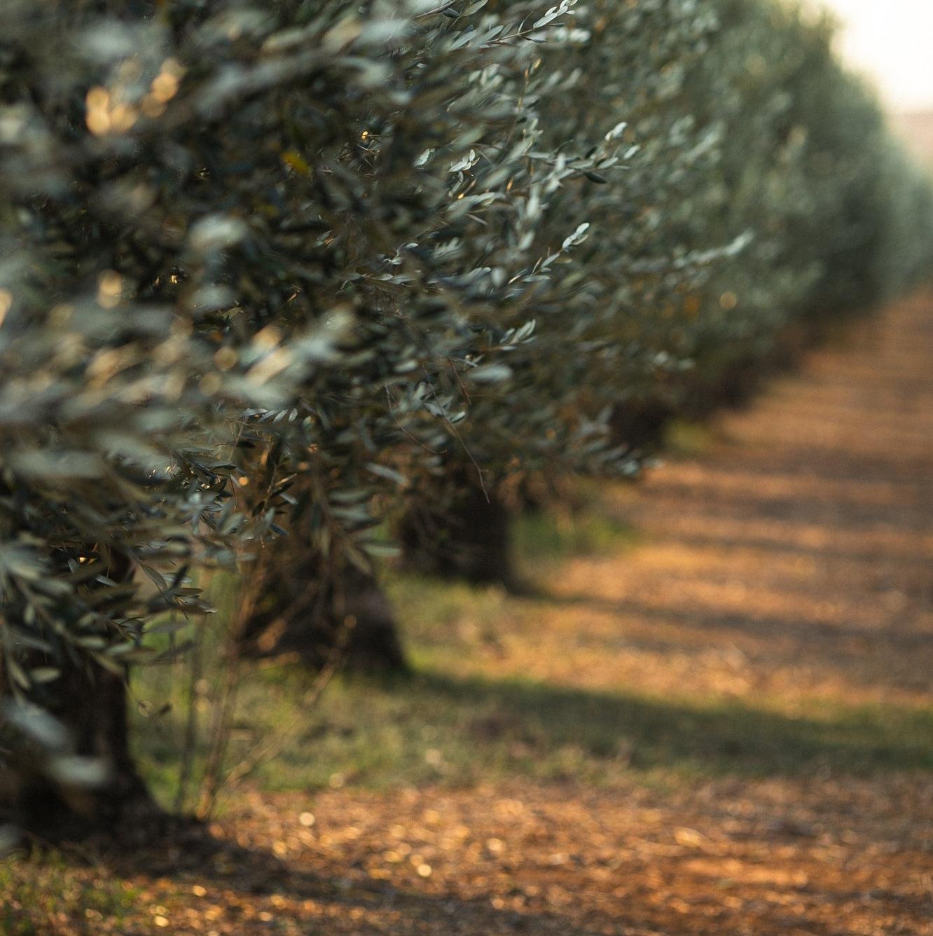 Pukara Estate Fig Balsamic Vinegar